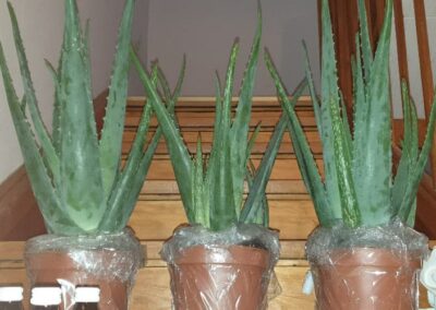 Aloe Vera Pflanzen